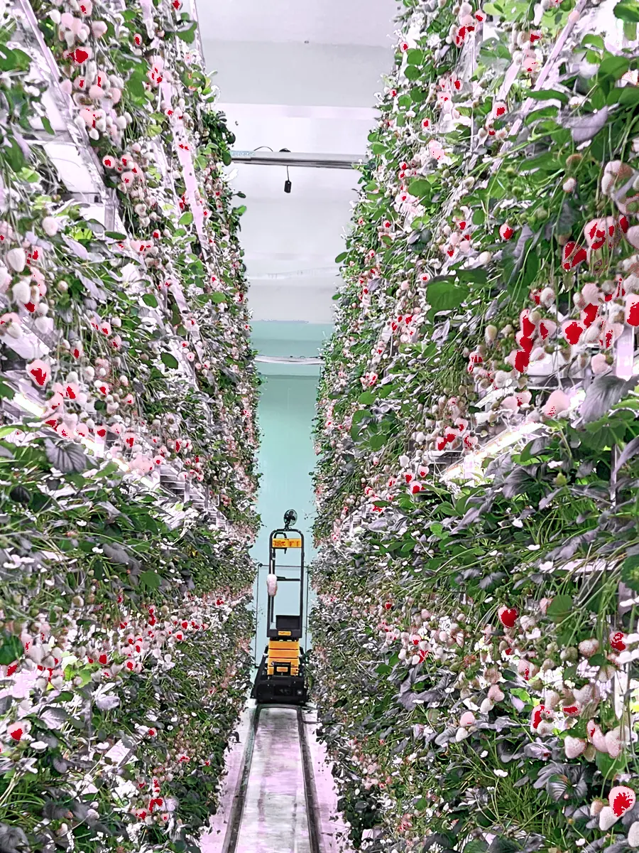 Towering racks of ripening strawberries inside the vertical farm