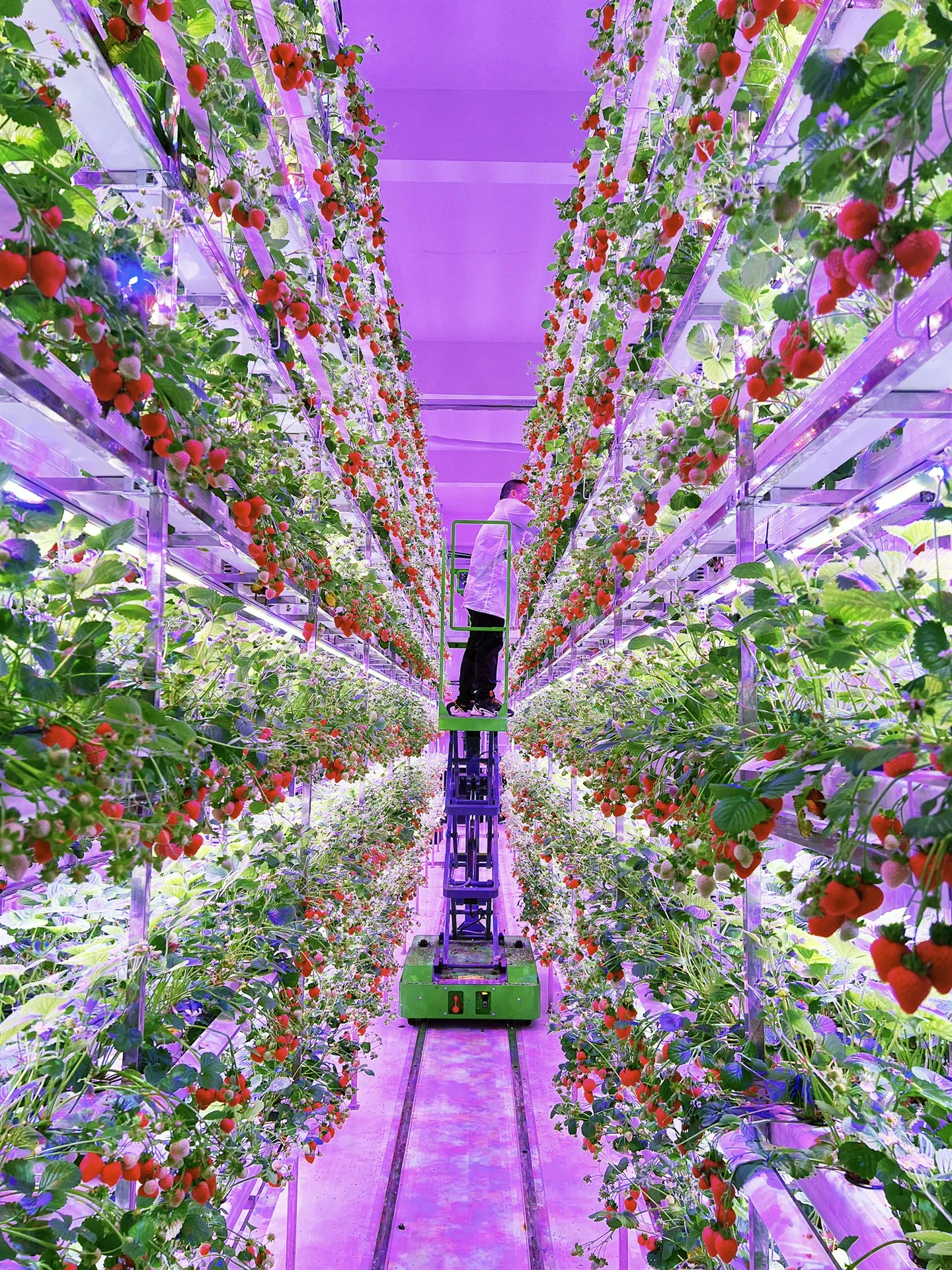 Fruiting towers receding down the growing aisle